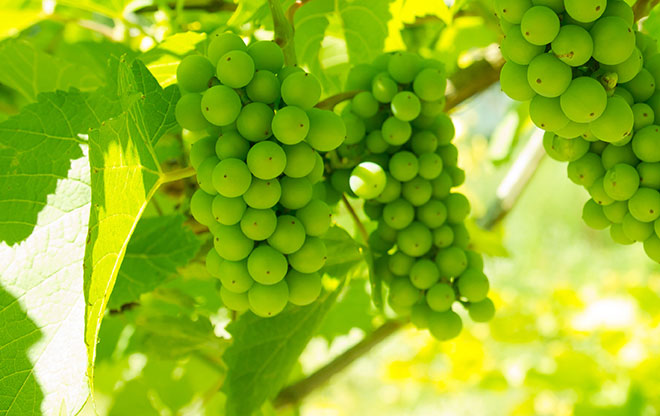 Green grapes